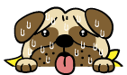 犬